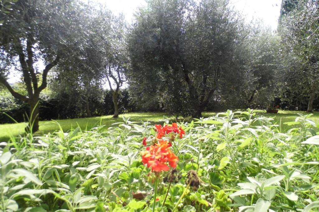 Campagna Toscana Presso Terme Lägenhet Lari Exteriör bild